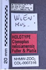 Etiketten zu Ctenoplus neosiamensis (NHMW-ZOO-COL-0007316)